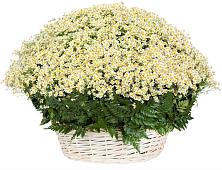 Цветочная композиция из Ромашки в корзине #REPLACE_PRED# Киргиз-Мияки