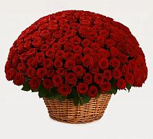 Премиум букет из: Розы в Киргиз-Мияки